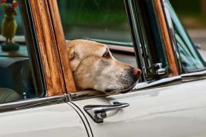 Собака в автомобиле: как правильно и безопасно